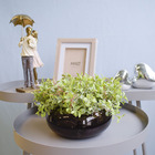 Arranjo De Folhagens Peperômia No Vaso Baixo De Vidro | Linha